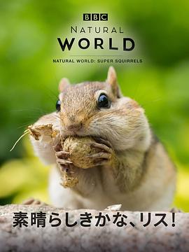 超级松鼠